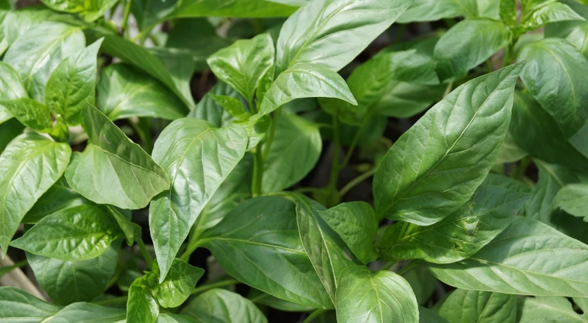 у рассады листья стали фиолетовые