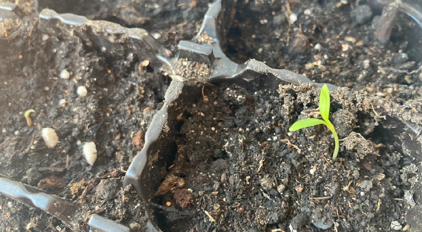 флокс однолетний всходы