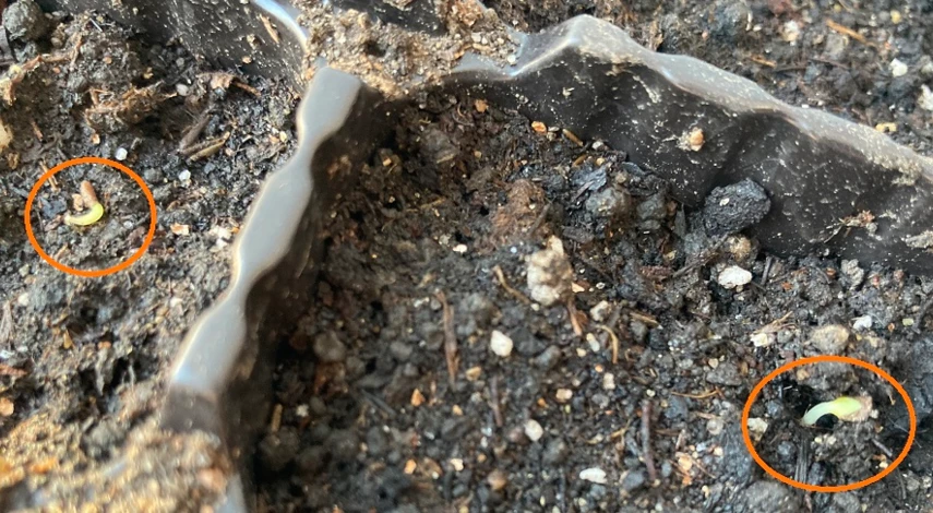 флокс однолетний прорастание семян