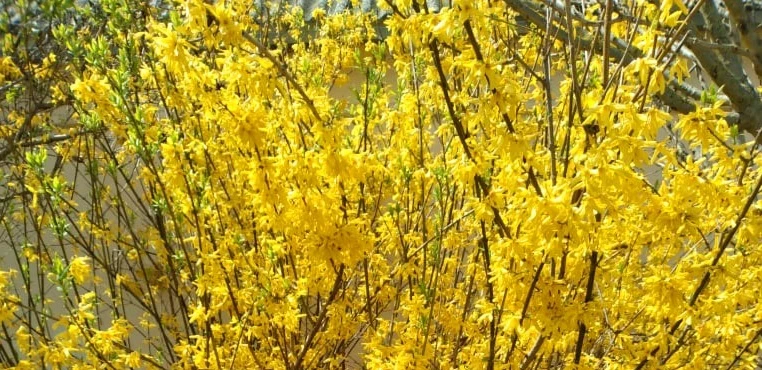 форзиция описание