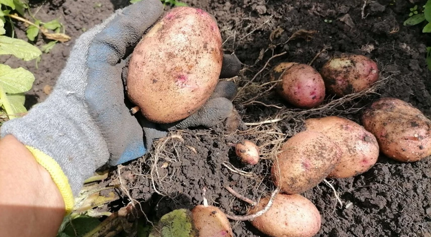 как проращивать картофель перед посадкой