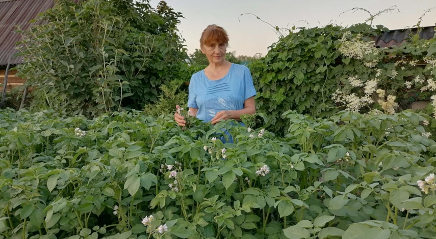 как вырастить большой урожай картофеля