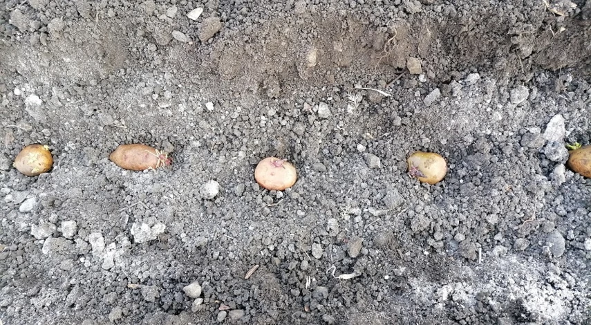 как садить картофель