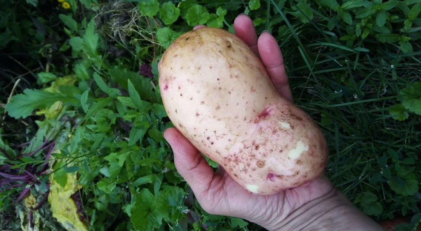 урожай крупного картофеля