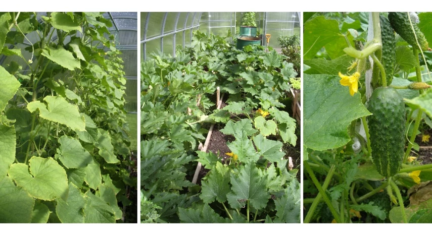 минеральная подкормка огурцов