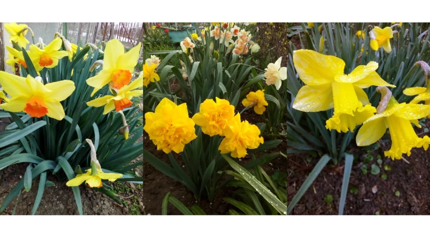 желтые нарциссы