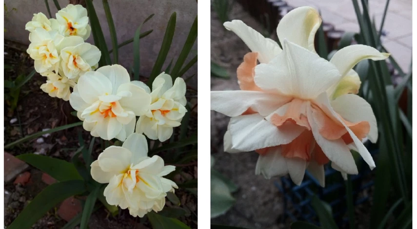 сорта нарциссов