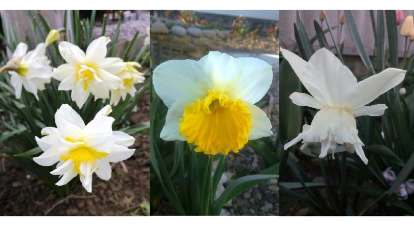 нарцисс фото