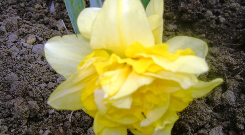 нарцисс посадка и уход в открытом грунте