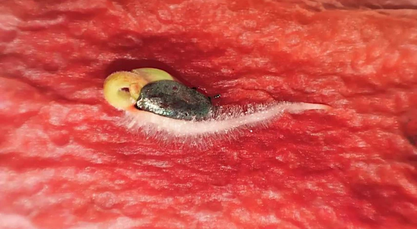 огурцы проращивание