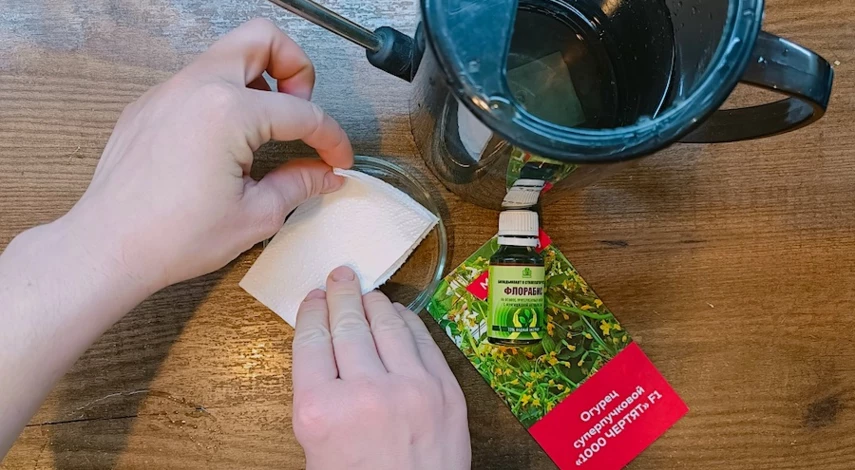 семена огурцов