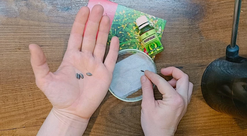 семена огурца посадка