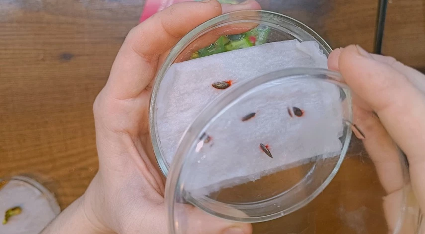 семена огурцов в домашних условиях