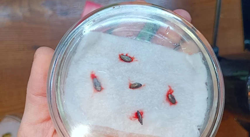 огурцы посев семян