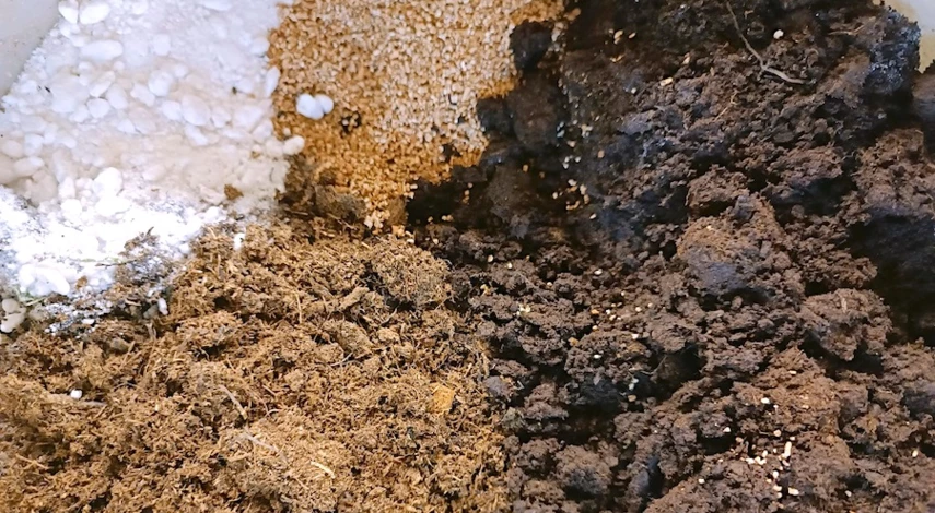 огурцы посадка на рассаду