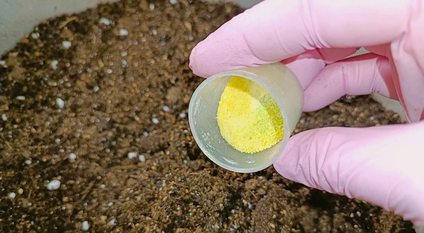 посадка огурцов фото