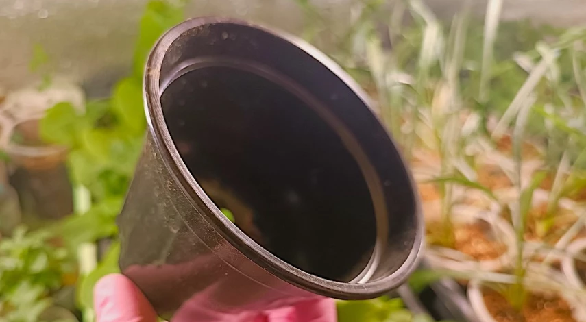 посадка огурцов уход