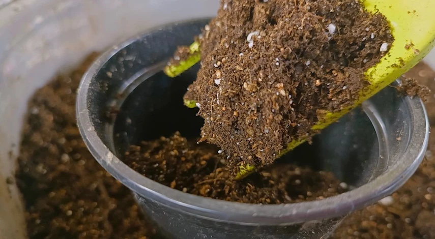 огурцы посев