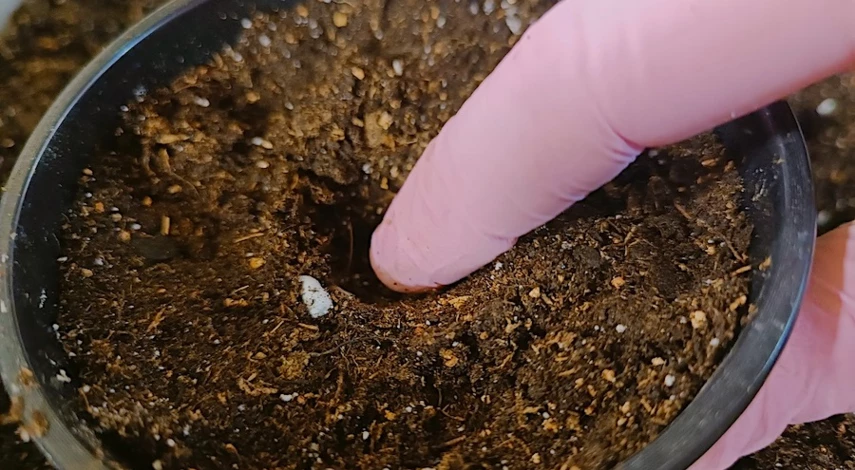 посев огурцов в 2024