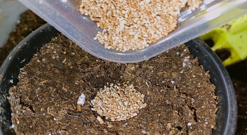 посев огурцов в апреле