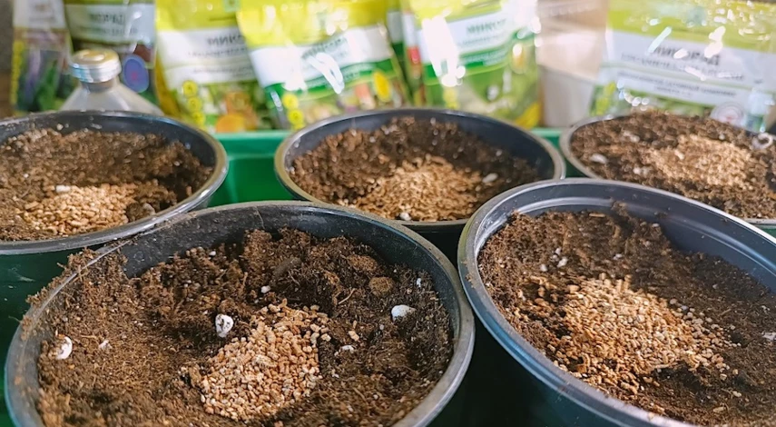 как посадить огурцы