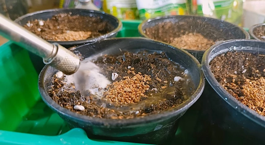 как посадить огурцы на рассаду