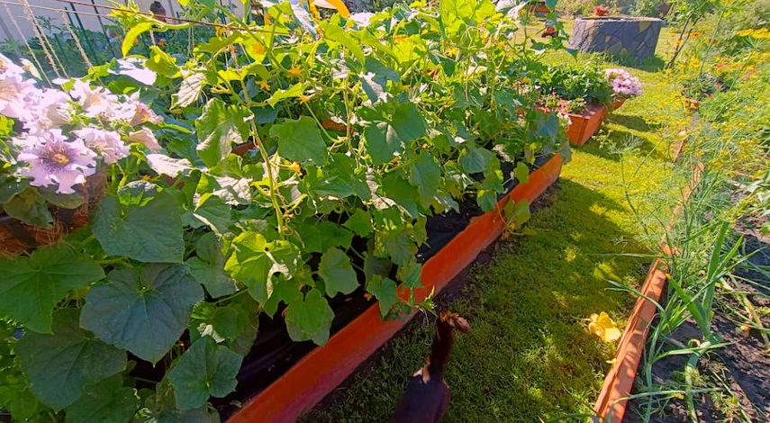 уход огурцов