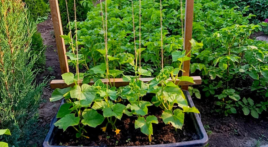 посадка огурцов уход