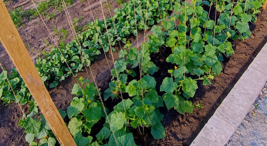 высадка огурцов