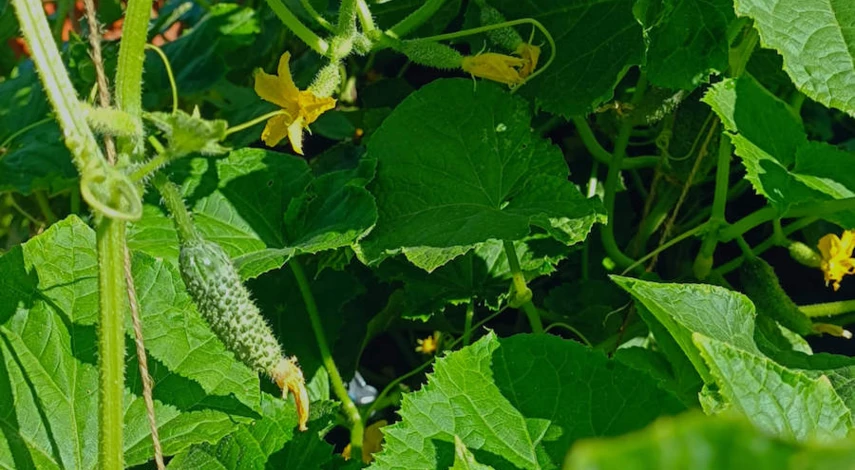 огурец высадка рассады