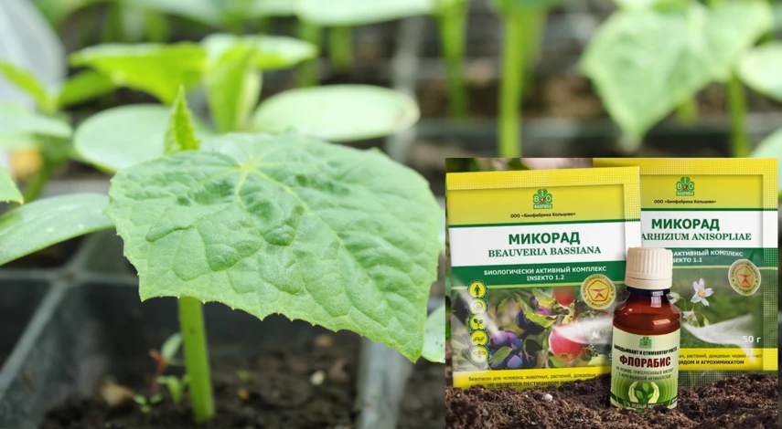 как правильно сажать огурцы на рассаду