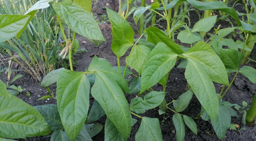 вигна овощная