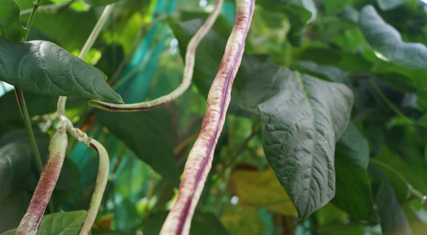 вигна выращивание