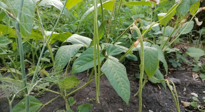 вигна описание