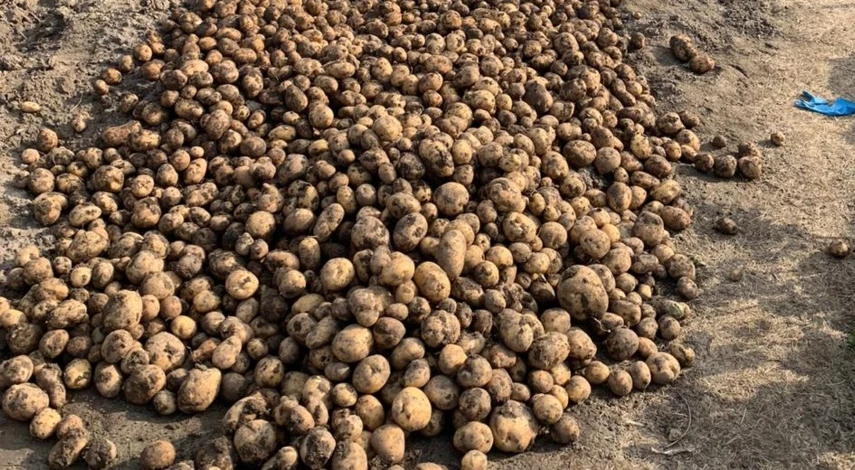 картофель что добавить в лунку