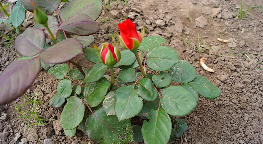 купить саженцы роз