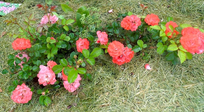 магазин саженцев роз