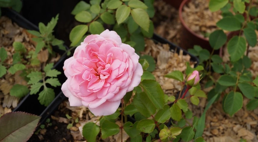 саженцы роз в интернет-магазине