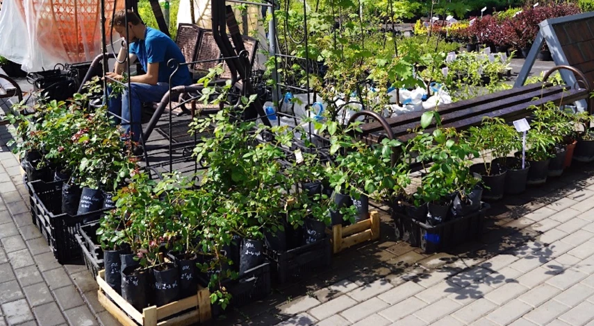 купить саженцев роз online