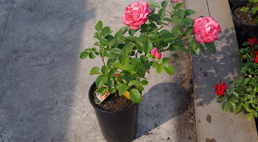 саженцы роз весна