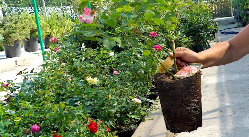 питомник саженцев роз