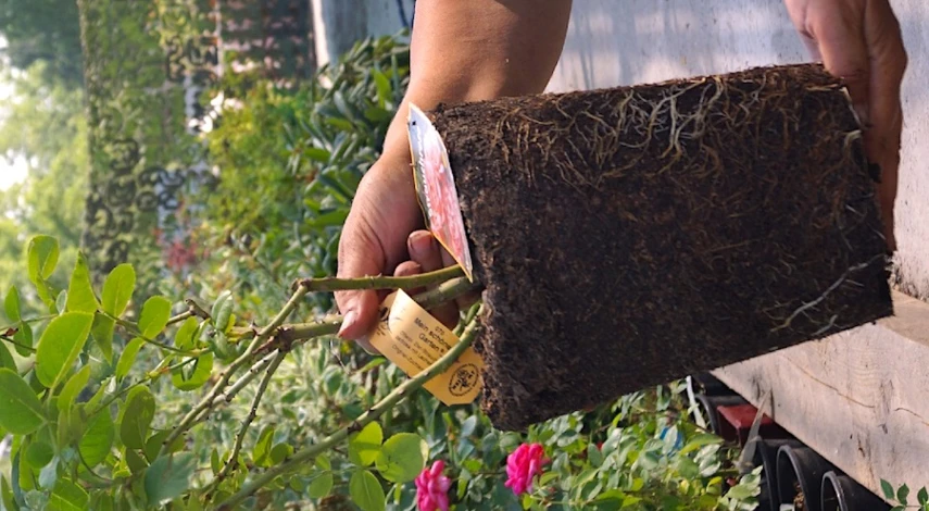 розы саженцы 2024