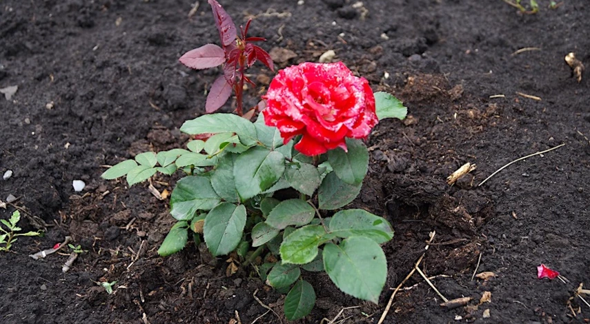 саженцы роз - каталог интернет магазина