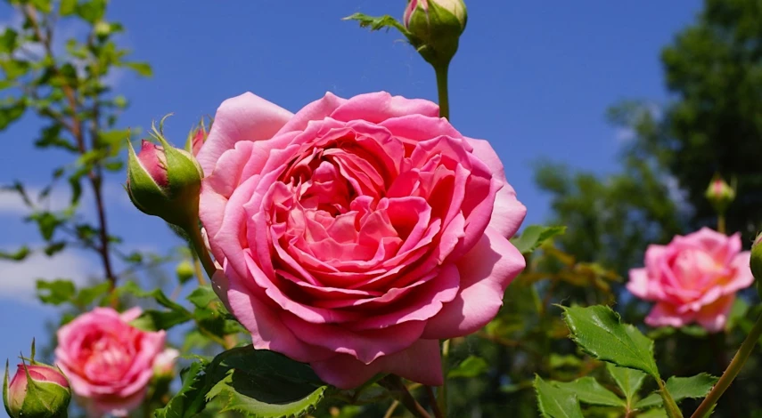 саженцы роз недорого