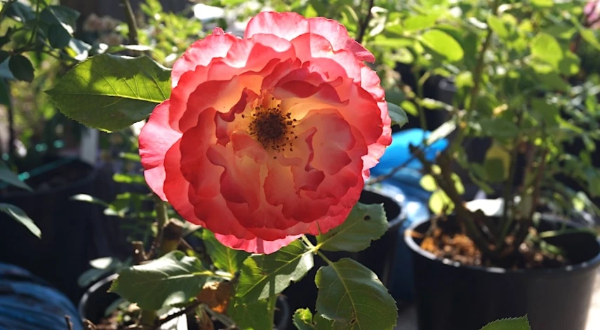 купила саженец розы в магазине