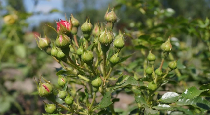 купить саженцы роз недорого
