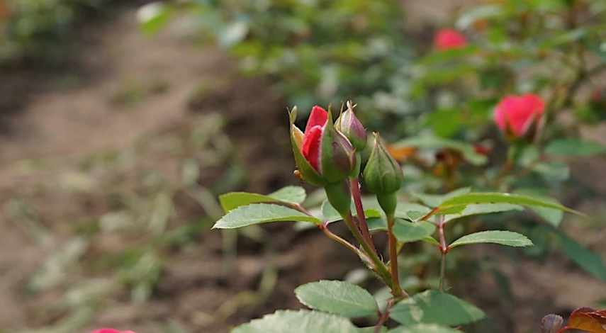 саженцы плетистых роз