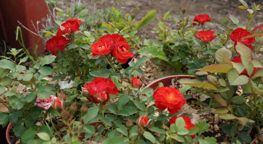 саженцы роз отзывы