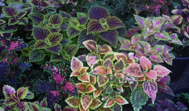 колеус фото