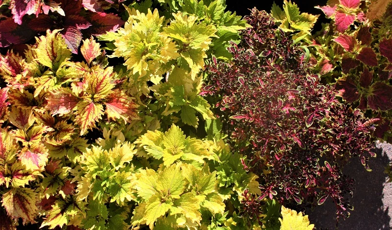 колеус посадка